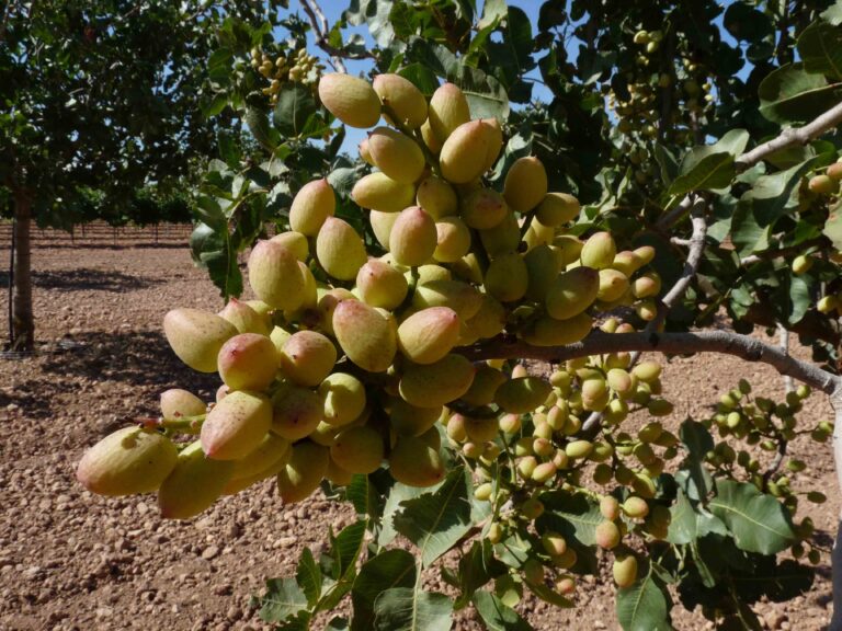 La producción de almendra será la mitad que la de la campaña anterior