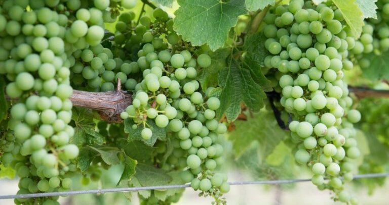 Comienza la vendimia en Montilla-Moriles, una de las primeras de Europa