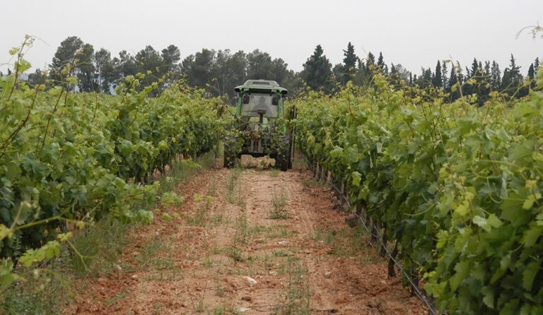 Los viticultores reclaman ayudas para garantizar su futuro