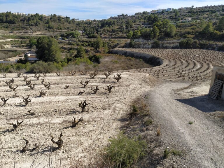 La sequía causa pérdidas históricas de 250 millones de euros