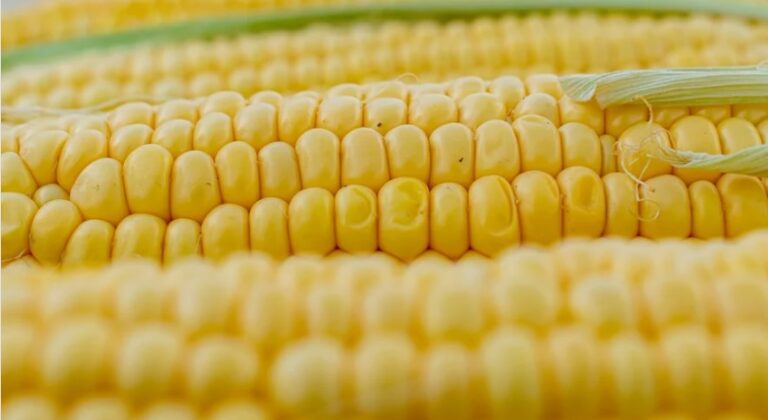 León presentará los mejores resultados en la cosecha de maíz el año que el cultivo es injustamente atacado por la nueva PAC