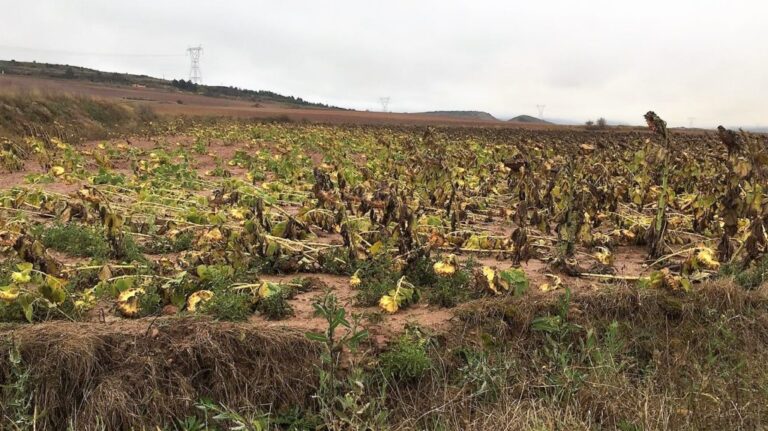 La borrasca Bárbara causa daños en el girasol y la patata del norte de la provincia de Palencia