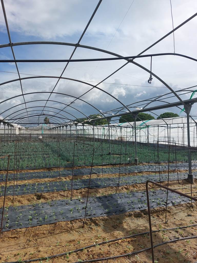 Asaja Cádiz cuantifica los daños a cultivos e infraestructuras agrarias tras el paso de ‘Bernard’ en la provincia, con el aguacate y la flor cortada en situación catastrófica
