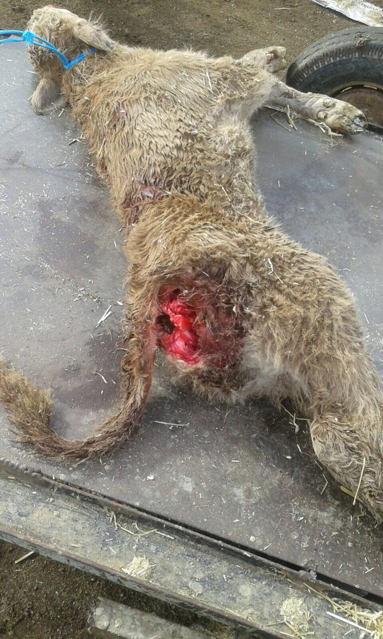 Nuevos ataques de lobo al ganado en explotaciones ganaderas de Tornadizos y Hoyocasero