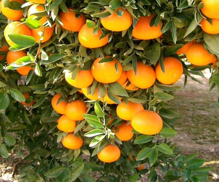 Asaja AVA reclama el tratamiento en frío a los cítricos sudafricanos para evitar la entrada de una plaga que causaría pérdidas medias del 26% de la producción