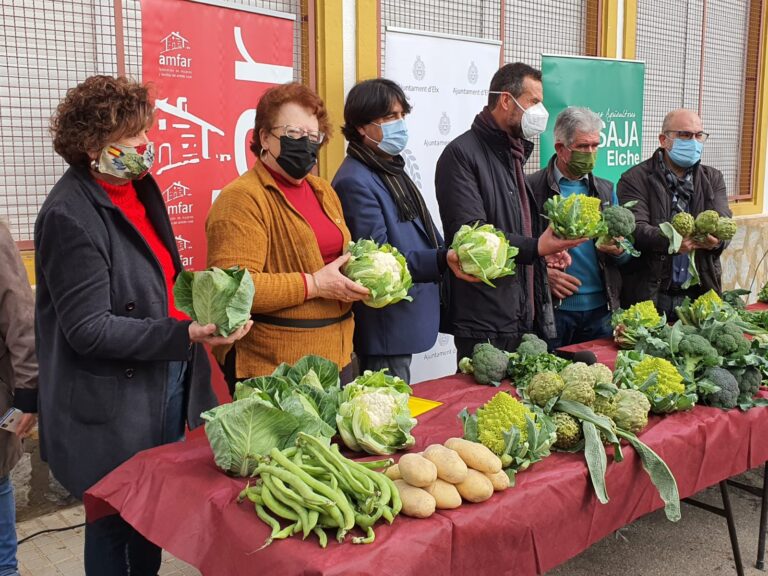 La campaña de hortalizas de invierno del Camp d´Elx superará este año los 21,5 millones de kilos