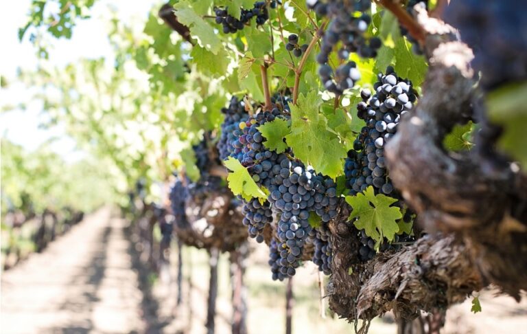 PAC. El Gobierno introduce mejoras en la normativa que regula las organizaciones de productores de frutas y hortalizas, viticultura y apicultura