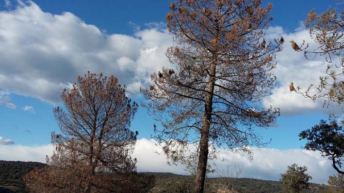 Asaja cordoba alerta de la grave situación de la plaga de procesionaria en los pinos