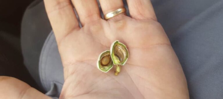Asaja  Almería estima que las heladas han afectado a un 60% de los almendros en Los Vélez