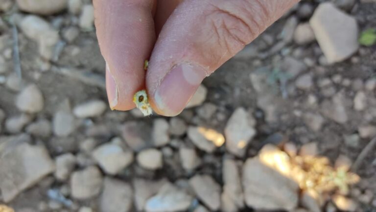 Asaja Castilla la Mancha pide agilidad en las peritaciones a Agroseguro tras la última helada primaveral