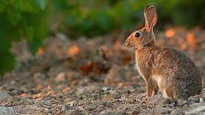 Asaja Rioja ARAG espera cerrar hoy con sostenibilidad una serie de medidas reales y eficaces para poner freno a los daños por fauna silvestre