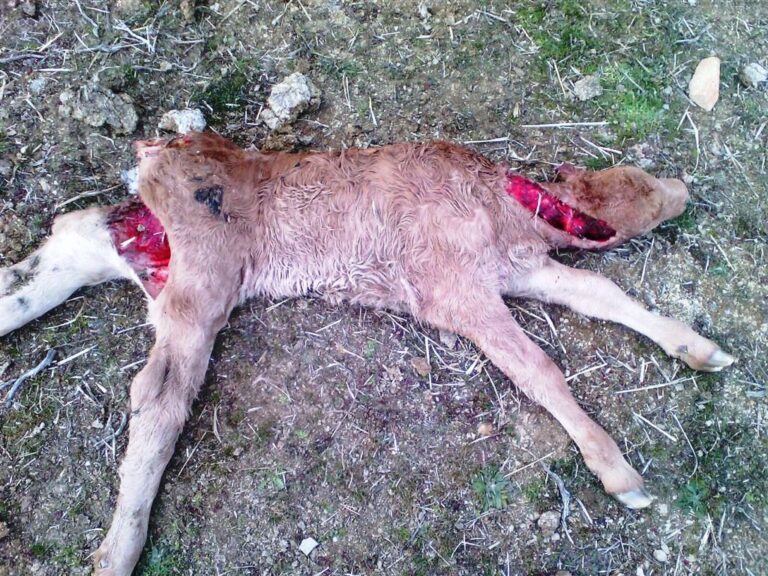 ASAJA-Ávila denuncia que se pueden contabilizar más de 2000 animales muertos a finales de año si no se controlan los lobos