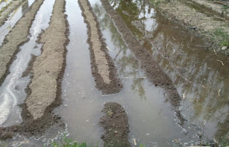La lluvia de Semana Santa, “una bendición” para el campo alicantino, que permitirá aumentar cosechas y calibres