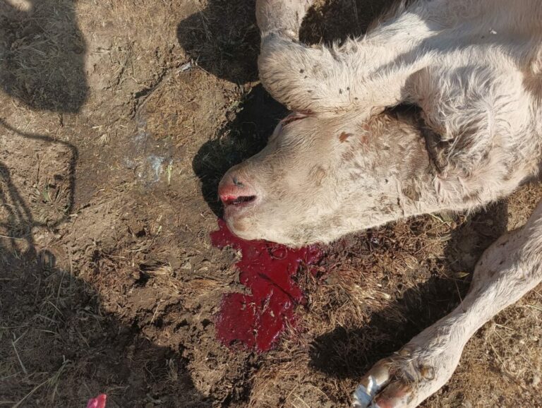 Asaja Salamanca alarma por los incesantes ataques de buitres en Montejo