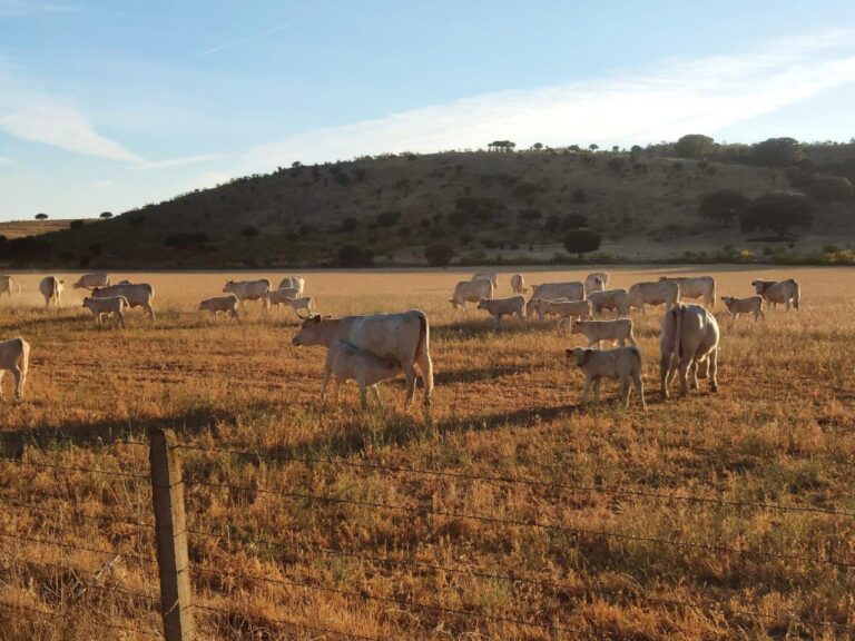 ASAJA Salamanca solicita medidas extraordinarias para paliar la situación de sequía