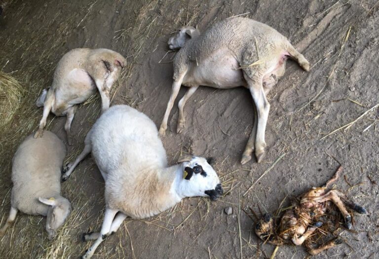 Asaja Salamanca solicita a la Junta que proteja mejor a la ganadería de los constantes ataques de lobo y contemple el lucro cesante