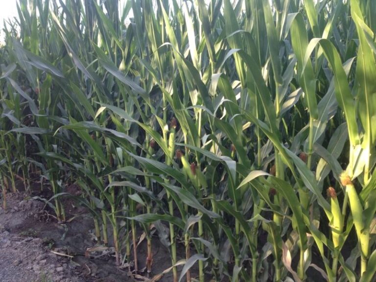 Los productores de maíz advierten del robo de panochas en verde en la Vega