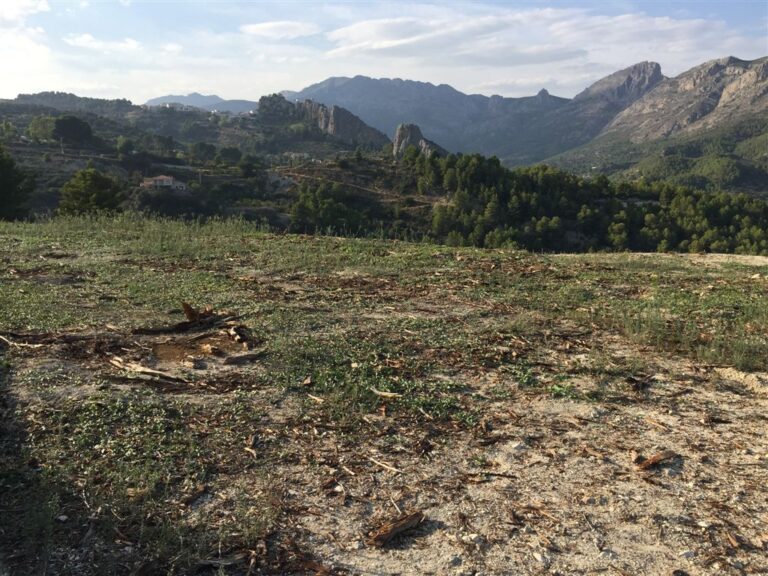 Asaja Alicante: Detectado un cuarto foco de Xylella Fastidiosa que afecta a 58 nuevas parcelas con 61 positivos adicionales