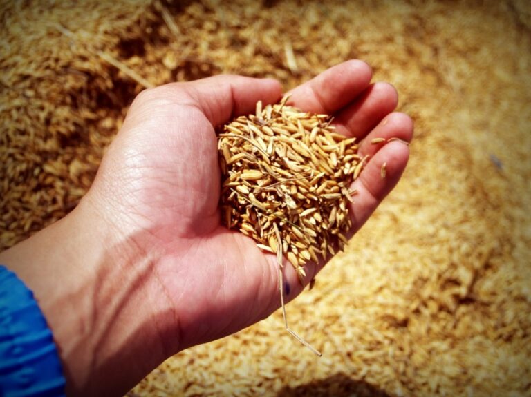«Innovación agrícola al límite: La Carrera contra el Hambre y el Cambio Climático»