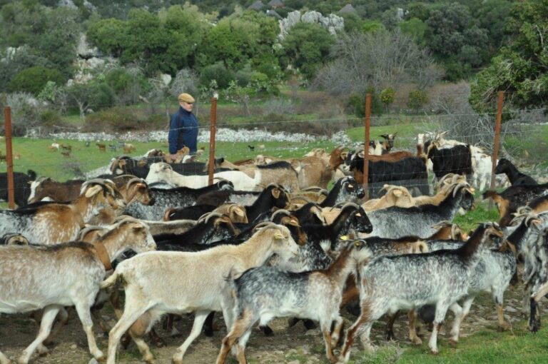Asaja Cádiz los ganaderos de la provincia reciben con entusiasmo la normativa que obliga a indicar el origen de la leche y los productos lácteos