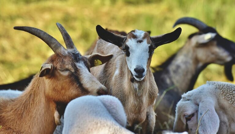 Vigilancia intensificada. Viruela Ovina y Caprina en Castilla La Mancha