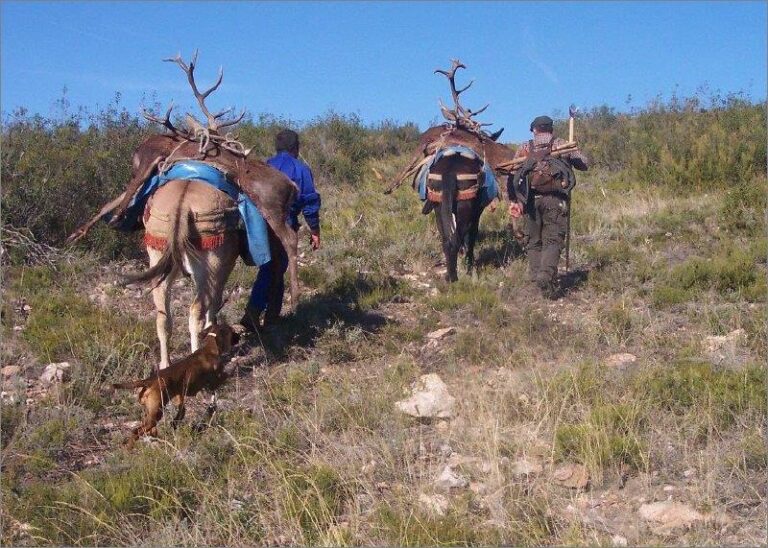 ASAJA CLM pide la declaración urgente de comarca de emergencia cinegética para las especies de caza mayor
