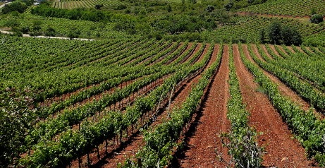 Asaja Rioja ARAG valora la revisión de los módulos fiscales para el campo, aunque critica el agravio comparativo que existe con otras regiones