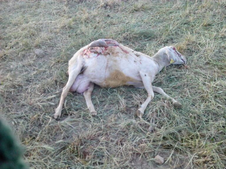 El lobo reaparece matando a 3 ovejas  e hiriendo a otras 5 en Lumbrales