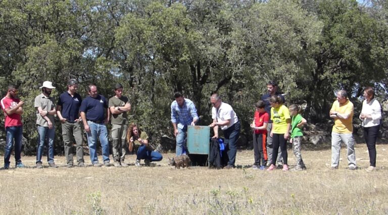 Nativo, el último lince ibérico del año que se reintroduce en Castilla-La Mancha