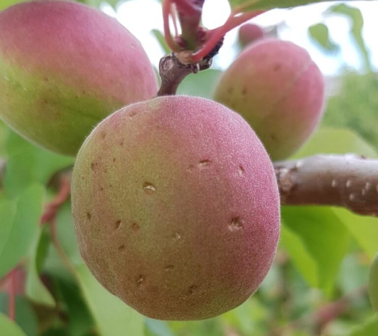 Agroseguro ha abonado ya mas de 46 millones de euros por los daños del pedrisco y la helada en fruta