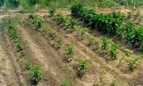 ASAJA Extremadura denuncia el saqueo de los industriales a los agricultores del pimenton.