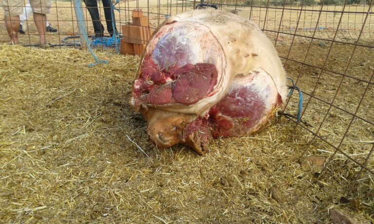 Apuntillan y descuartizan a una ternera para robar su carne en la propia finca