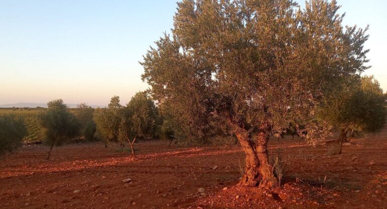 Asaja CLM estima una producción de aceituna ligeramente superior a la del año pasado pero corta comparada con la de un año normal