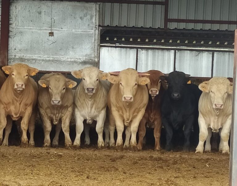 Asaja Salamanca aplaude la nueva línea de ayudas para cebaderos