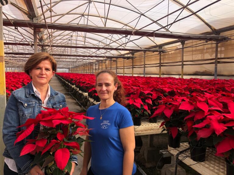 Tras unas campañas delicadas, Asaja Almería anima a que no falten flores de Pascua en nuestra mesa esta Navidad