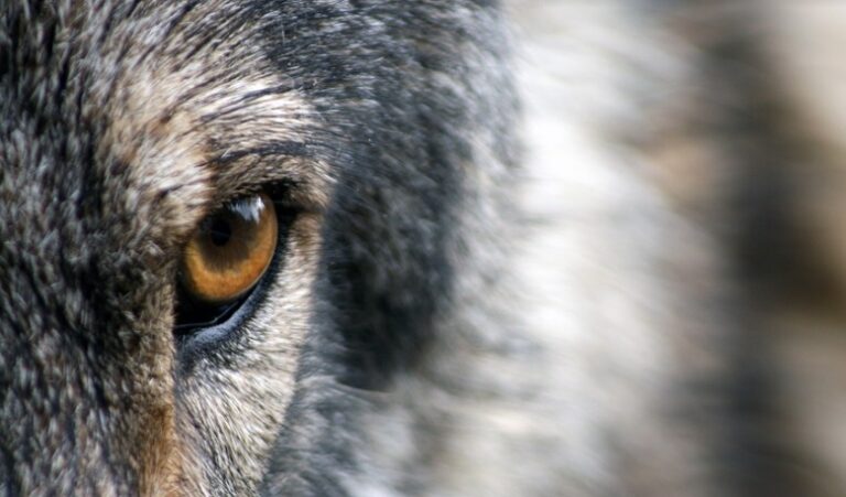 Los eurodiputados instan a cambiar el estado de protección de los lobos, para ayudar a proteger el ganado