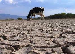 ASAJA CLM alerta de que la falta de agua reducirá la cosecha de cereales