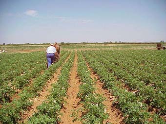 La eliminación de los derechos de plantación acabaría con el modelo de producción de vino europeo tal y como lo conocemos
