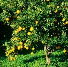 La Junta de Andalucia abre el plazo de unas ayudas para reconversion de citricos que lleva tres años sin pagar