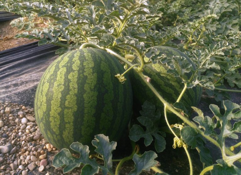 La Mesa de Precios del melón y sandía de Castilla-La Mancha recomienda una buena planificación de las siembras para tener una campaña rentable