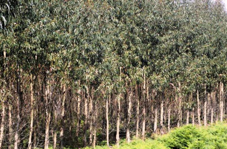 APOM destaca el valor medioambiental y económico del eucalipto