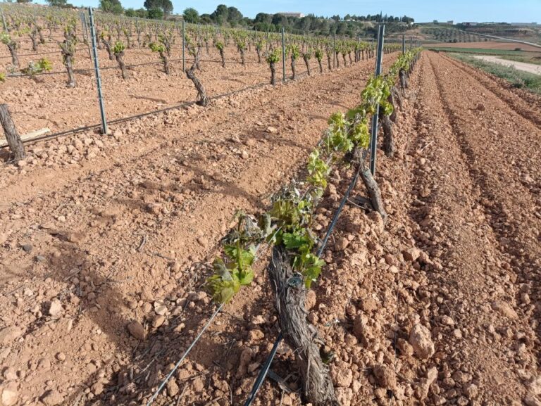 Las heladas de las dos últimas madrugadas provocan daños  en la viña en gran parte de la provincia de Albacete