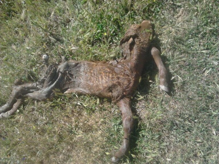 El lobo mata a otro ternero en San Felices de los Gallegos