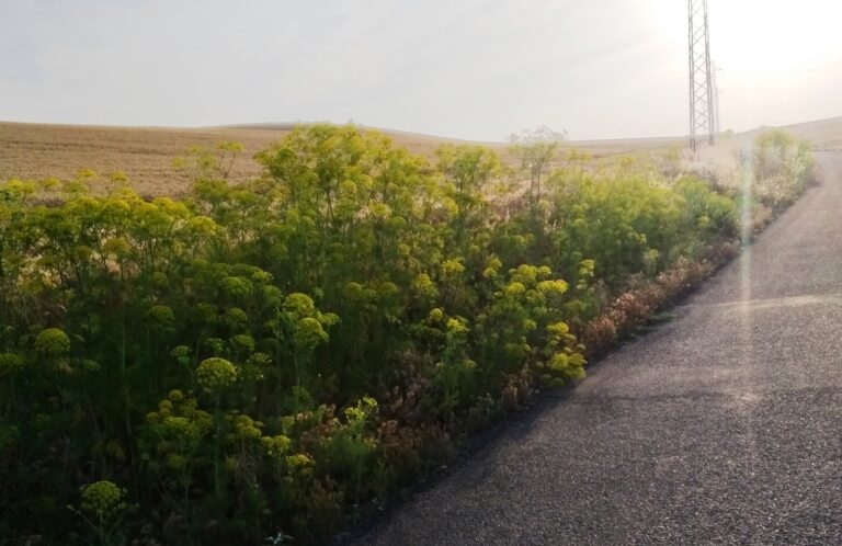 Preocupación en Asaja ante el riesgo de incendios   por la falta de limpieza de cunetas de carreteras