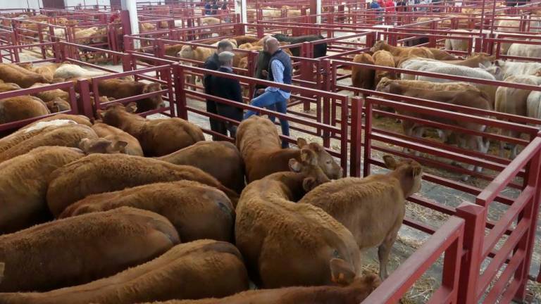Unión por la Ganadería exige el cese inmediato de los jefes de sección de Sanidad Animal de la Junta de Castilla y León