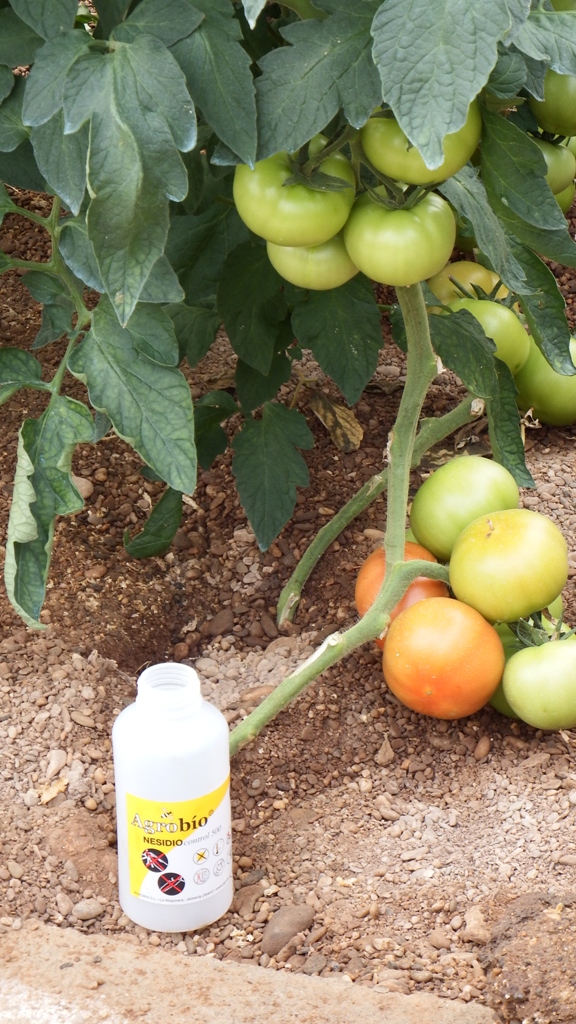 ASAJA pide reforzar las actuaciones de control biológico para garantizar la sanidad de la próxima plantación
