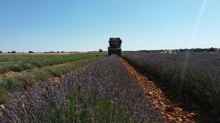 El presidente nacional de ASAJA participa en Cifuentes (Guadalajara)  en una Jornada sobre  el cultivo de Aromáticas