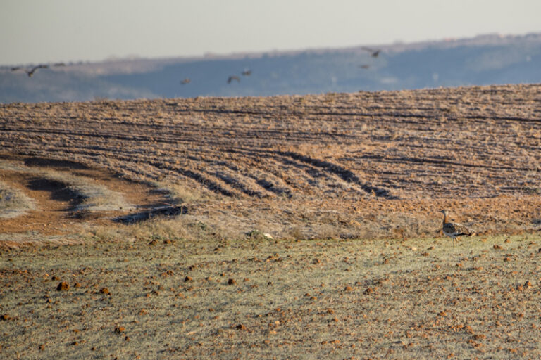 Asaja CLM gana el segundo recurso contra los planes de gestión de tres zonas ZEPA