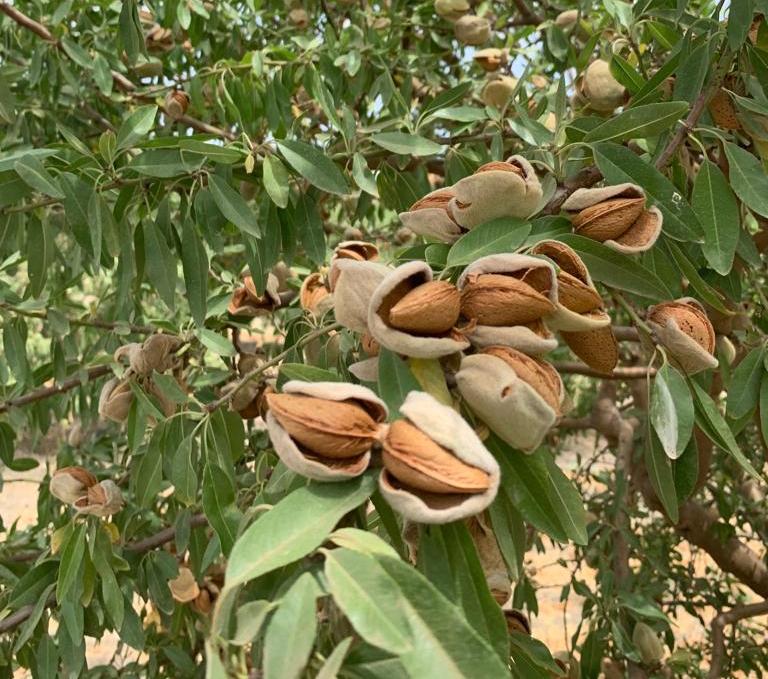 Comienza la recolección del almendro con una previsión del 54% de aumento en la producción