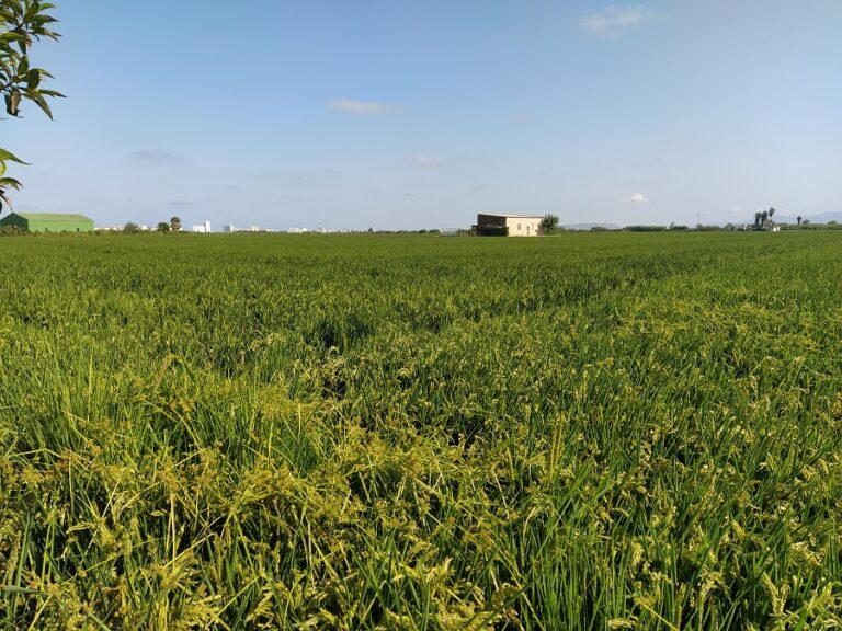 AVA-ASAJA denuncia el acoso de Inspección de Trabajo y las fuerzas de seguridad en los campos de arroz